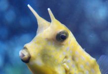 뿔달린 복어 카우피쉬! 귀여워서 졌소:) 머리위에 2개의 뿔처럼 달린 노란색 물고기