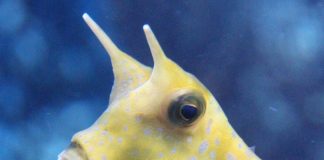 뿔달린 복어 카우피쉬! 귀여워서 졌소:) 머리위에 2개의 뿔처럼 달린 노란색 물고기