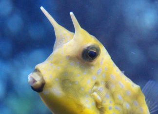 뿔달린 복어 카우피쉬! 귀여워서 졌소:) 머리위에 2개의 뿔처럼 달린 노란색 물고기