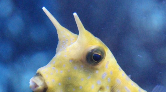 뿔달린 복어 카우피쉬! 귀여워서 졌소:) 머리위에 2개의 뿔처럼 달린 노란색 물고기