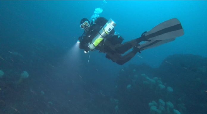 2019.01.01 새해기념 일출다이빙 – 황금돼지띠해 동해 바닷속도 황금색으로 물들다 (스쿠버다이빙)