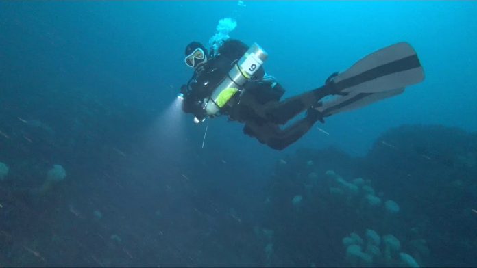 2019.01.01 새해기념 일출다이빙 – 황금돼지띠해 동해 바닷속도 황금색으로 물들다 (스쿠버다이빙)