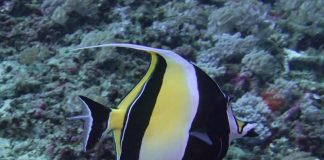 사랑과 질투의 화신 깃대돔 – 물고기 어류도감: Moorish Idol