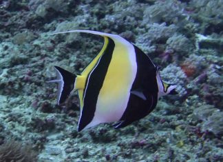 사랑과 질투의 화신 깃대돔 – 물고기 어류도감: Moorish Idol