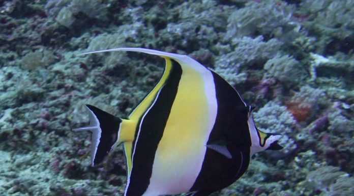 사랑과 질투의 화신 깃대돔 – 물고기 어류도감: Moorish Idol