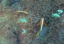 성전환하는 물고기, 오렌지 스컹크 크라운피쉬 – Orange Skunk Clownfish 물고기 도감 말미잘 속 두마리의 오렌지 스컹크피쉬