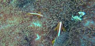 성전환하는 물고기, 오렌지 스컹크 크라운피쉬 – Orange Skunk Clownfish 물고기 도감 말미잘 속 두마리의 오렌지 스컹크피쉬