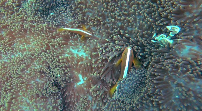 성전환하는 물고기, 오렌지 스컹크 크라운피쉬 – Orange Skunk Clownfish 물고기 도감 말미잘 속 두마리의 오렌지 스컹크피쉬