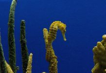 한국의 연안에서는 보기힘든 바다의 말이라 불리는 해마