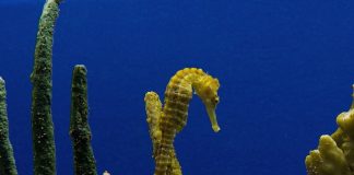 한국의 연안에서는 보기힘든 바다의 말이라 불리는 해마