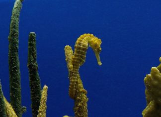 한국의 연안에서는 보기힘든 바다의 말이라 불리는 해마