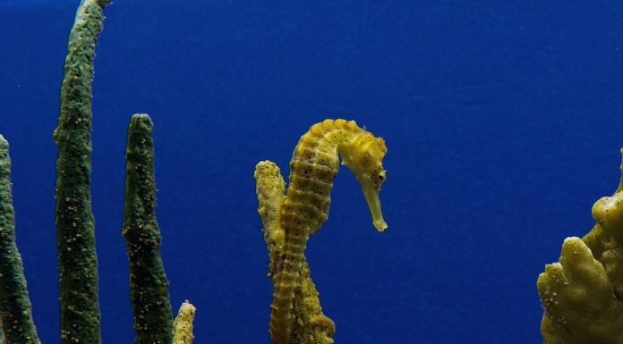 한국의 연안에서는 보기힘든 바다의 말이라 불리는 해마