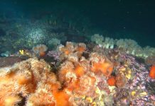 동해 양양 인구해변 말미잘동산 POINT 2019.02.26 (국내 스쿠버 다이빙 포인트)