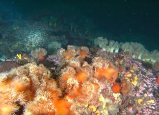 동해 양양 인구해변 말미잘동산 POINT 2019.02.26 (국내 스쿠버 다이빙 포인트)