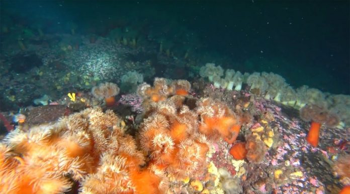 동해 양양 인구해변 말미잘동산 POINT 2019.02.26 (국내 스쿠버 다이빙 포인트)