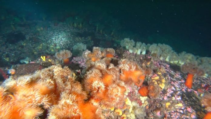 동해 양양 인구해변 말미잘동산 POINT 2019.02.26 (국내 스쿠버 다이빙 포인트)