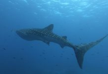 웅장, 깜찍, 우아하면서 포스가? 고래상어