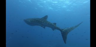 웅장, 깜찍, 우아하면서 포스가? 고래상어