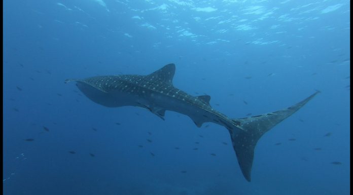 웅장, 깜찍, 우아하면서 포스가? 고래상어