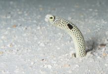 정원장어 – 풀잎같기도 갈대같기도 한 몸짓, 가든 일 (Garden Eel) 가든일이 모래밖으로 고개를 내밀고 있는 모습