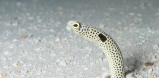 정원장어 – 풀잎같기도 갈대같기도 한 몸짓, 가든 일 (Garden Eel) 가든일이 모래밖으로 고개를 내밀고 있는 모습