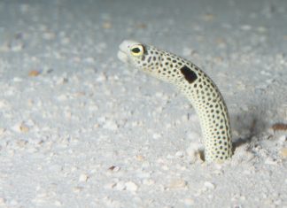 정원장어 – 풀잎같기도 갈대같기도 한 몸짓, 가든 일 (Garden Eel) 가든일이 모래밖으로 고개를 내밀고 있는 모습