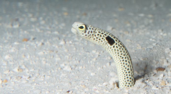 정원장어 – 풀잎같기도 갈대같기도 한 몸짓, 가든 일 (Garden Eel) 가든일이 모래밖으로 고개를 내밀고 있는 모습