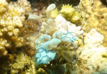 진흙바닥에서 진주를 찾는 마크로의 세계, 먹다이빙(Muck diving)이 뭐야?