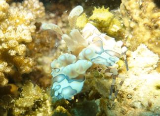 진흙바닥에서 진주를 찾는 마크로의 세계, 먹다이빙(Muck diving)이 뭐야?