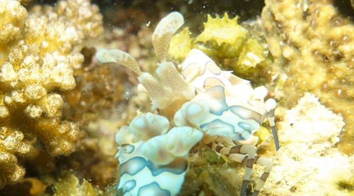 진흙바닥에서 진주를 찾는 마크로의 세계, 먹다이빙(Muck diving)이 뭐야?