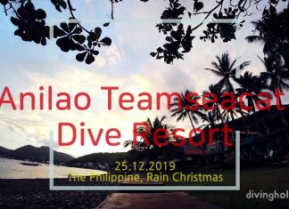 아닐라오에서 다이빙과 휴식을 동시에! 팀씨캣 다이브 리조트 후기