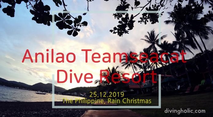 아닐라오에서 다이빙과 휴식을 동시에! 팀씨캣 다이브 리조트 후기