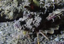 바다생물이 궁금할때 참고할만한 사이트들, 서적 추천