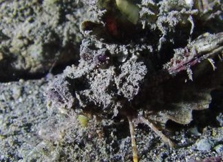 바다생물이 궁금할때 참고할만한 사이트들, 서적 추천