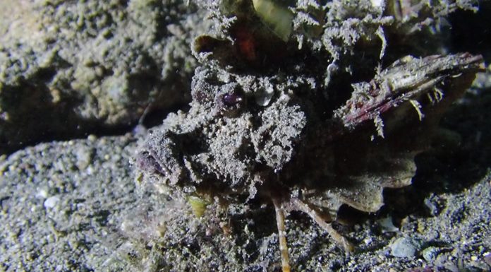 바다생물이 궁금할때 참고할만한 사이트들, 서적 추천