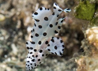 팬더그루퍼 – 중국등 각지에서 최고급 식용어이자 관상어로 인기몰이하는 Humpback grouper