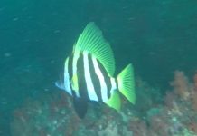 보자마자 뱃피쉬가 생각났던 제법 몸집이 큰 녀석 육동가리돔