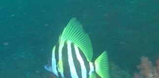 보자마자 뱃피쉬가 생각났던 제법 몸집이 큰 녀석 육동가리돔