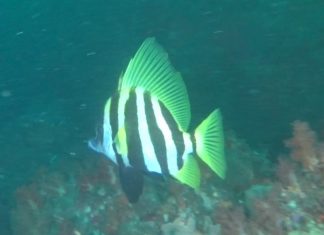 보자마자 뱃피쉬가 생각났던 제법 몸집이 큰 녀석 육동가리돔
