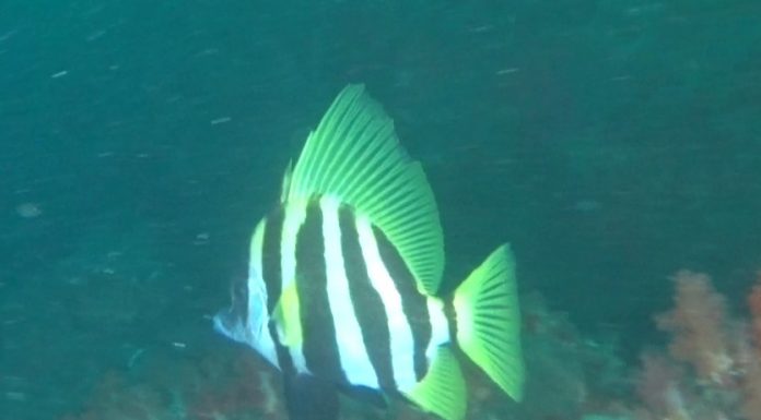 보자마자 뱃피쉬가 생각났던 제법 몸집이 큰 녀석 육동가리돔