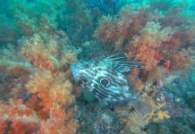 제주도에서 처음봤다! 보름달을 사랑한 달고기