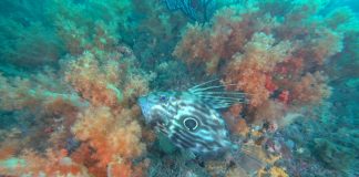 제주도에서 처음봤다! 보름달을 사랑한 달고기