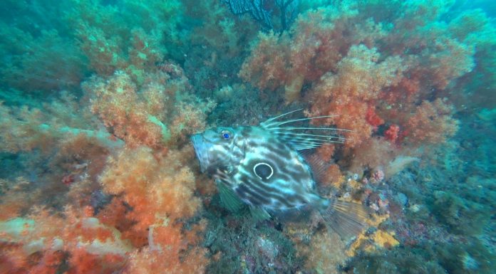 제주도에서 처음봤다! 보름달을 사랑한 달고기