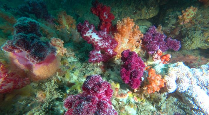 제주도에 서식하는 산호로 알아보는 산호의 종류