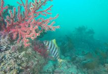 제주도에 사는 물고기들은 뭐가 있을까?