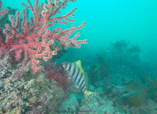 제주도에 사는 물고기들은 뭐가 있을까?