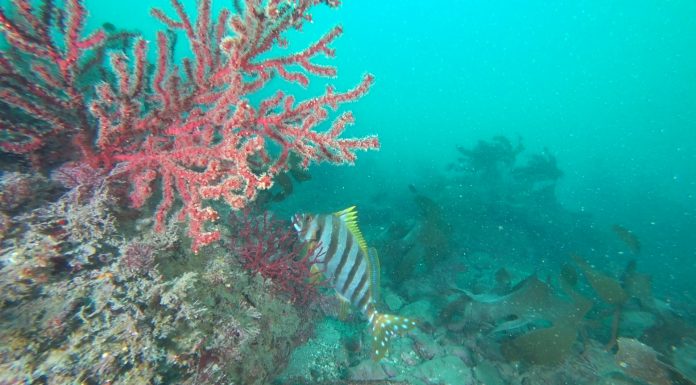 제주도에 사는 물고기들은 뭐가 있을까?