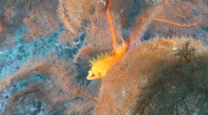 제주도에는 노란게 많다. 바다에는 노랑가시돔이 있다.