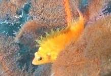 제주도에는 노란게 많다. 바다에는 노랑가시돔이 있다.