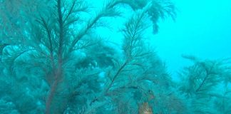 제주도에 사는 쥐치중에 가장 귀여운 그물코 쥐치